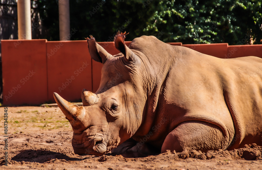 Fototapeta premium Nashorn im Zoo