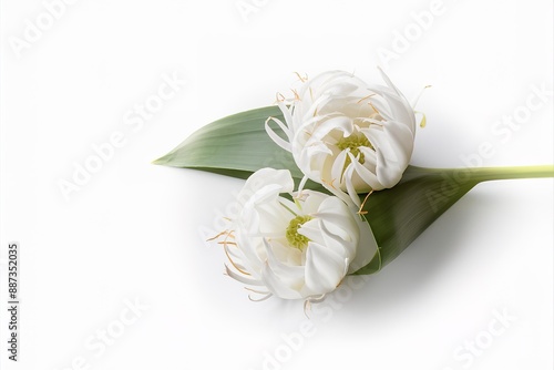 White Champaka flower in babana leaf isolated on white background photo