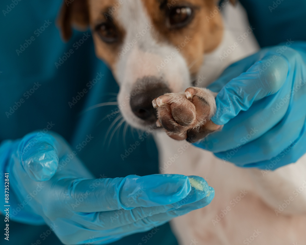 A veterinarian applies wax to the paws of a Jack Russell Terrier dog. A veterinarian applies wax to the paws of a Jack Russell Terrier dog.