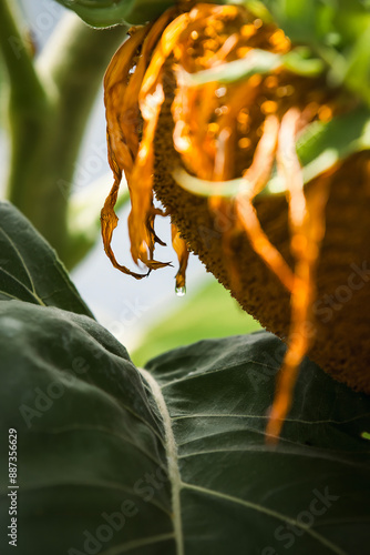 Sunflower water drop