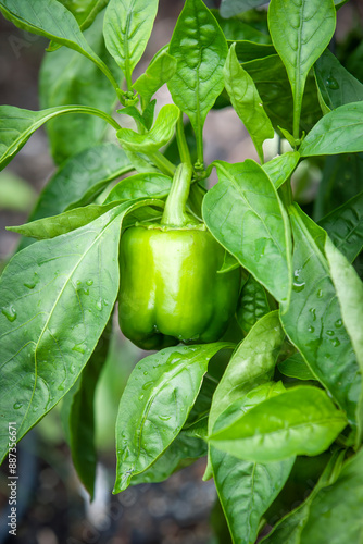 pepper