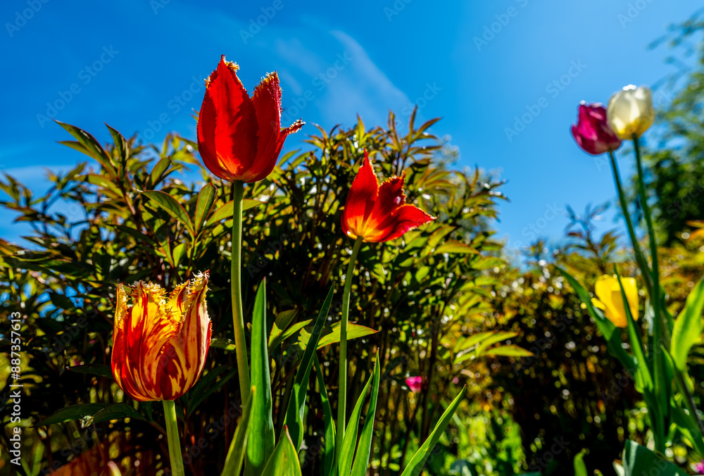 Obraz premium Red tulips on the lawn in the park.
