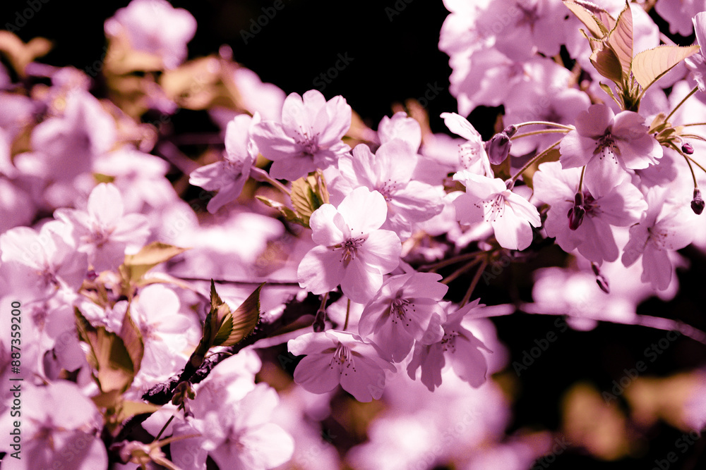 Obraz premium 夜桜