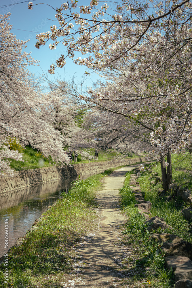 Riverside walkways under beautiful archways of pink cherry blossom trees Sakura Namiki along the river bank of a canal in Fukiage City, Saitama, Japan. Romantic spring scenery of Japanese countryside Riverside walkways under beautiful archways of pink cherry blossom trees Sakura Namiki along the river bank of a canal in Fukiage City, Saitama, Japan. Romantic spring scenery of Japanese countryside