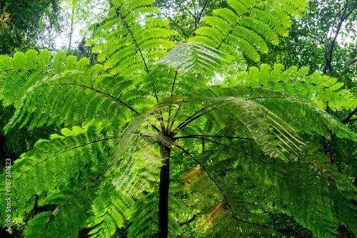 Cibotium barometz (polypodium barometz, barometz, golden chicken fern, woolly fern) In nature photo