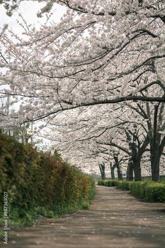 Beautiful sakura scenery at Tokyo Japan along Shakuji River, during spring, soft-toned mode. photo