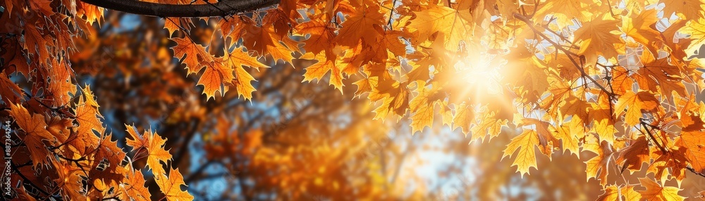 Golden Autumn Leaves with Sunlight Shining Through in a Forest Setting Golden Autumn Leaves with Sunlight Shining Through in a Forest Setting