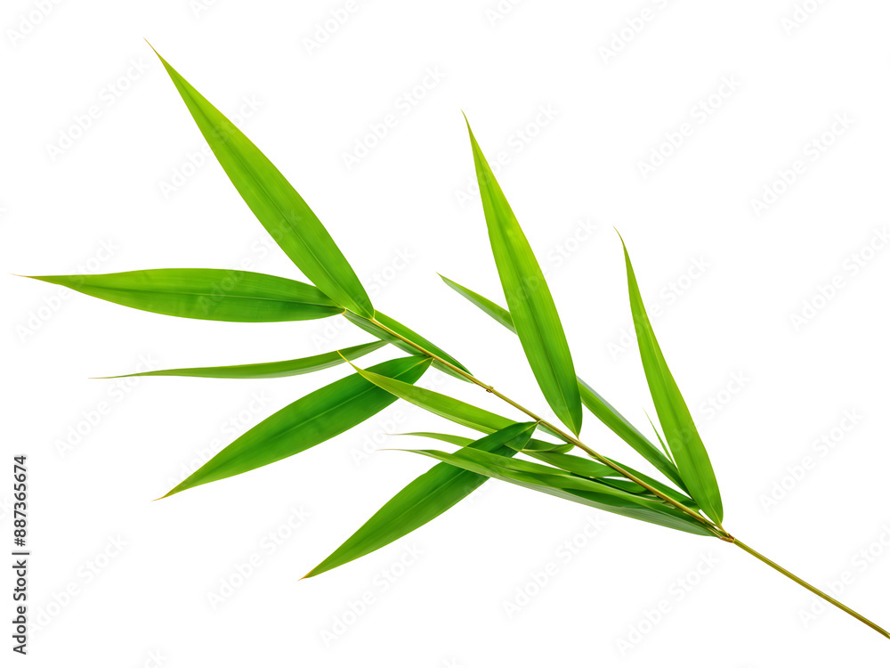 Fototapeta premium Pandan leaves isolated on transparent background
