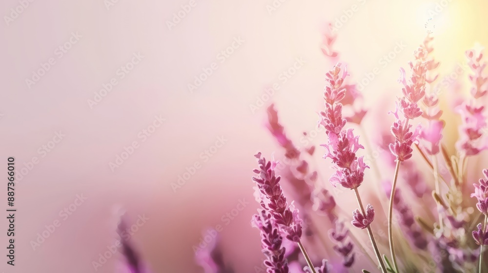 Naklejka premium A tight shot of blooms with sunlight filtering behind