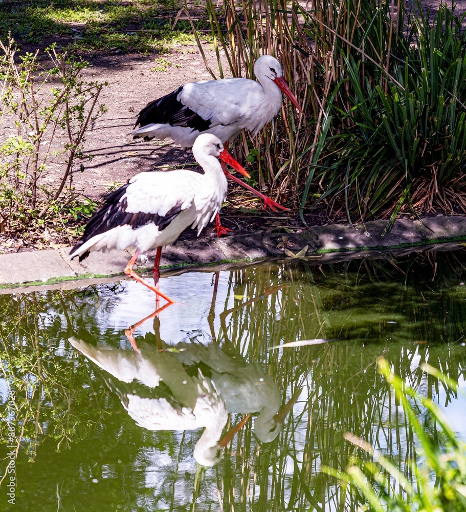 Pair of storks at a pond with water reflection