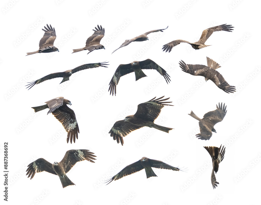 Obraz premium Birds of prey Black kite (Milvus migrans lineatus,) flying on a white background