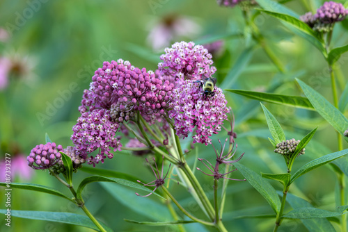 Fotografija Full frame abstract texture background of blooming rose color swamp milkweed (as