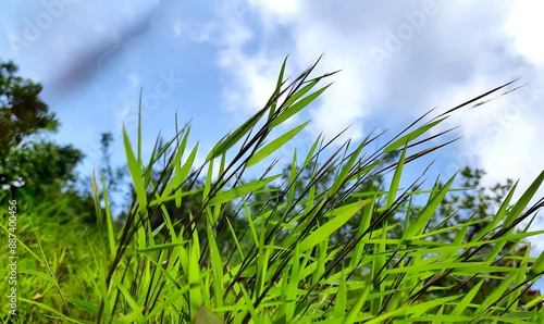 green grass thatch landscape background with cloudy blue sky