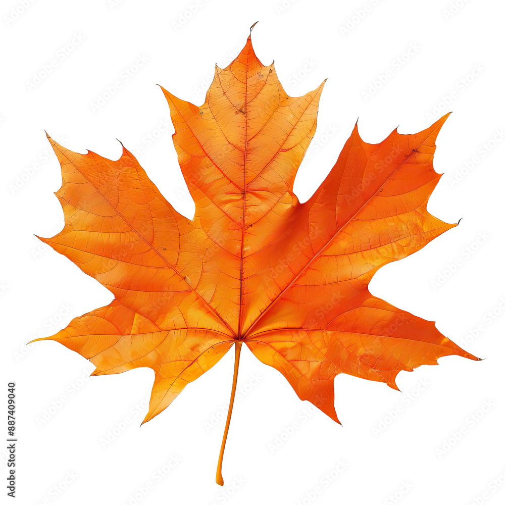 Obraz premium maple leaf autumn isolated on the white background