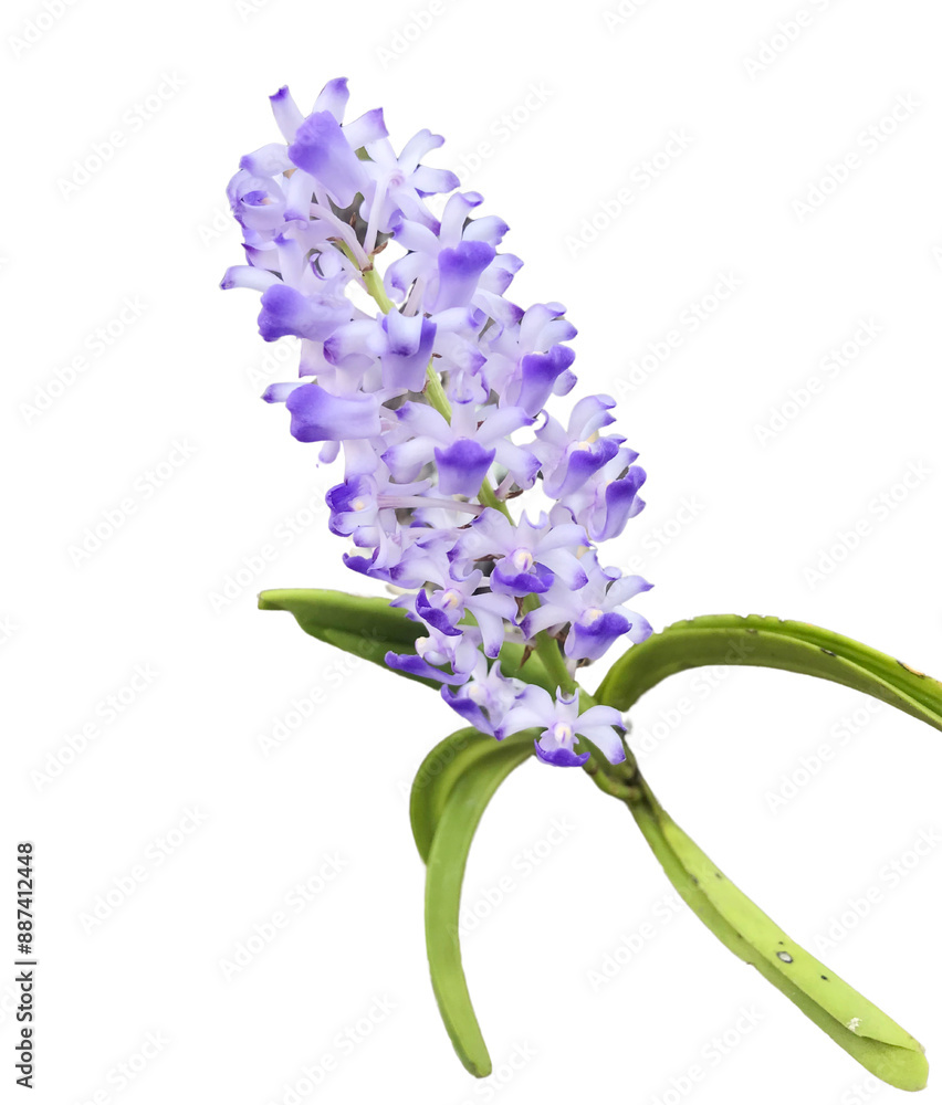 Fototapeta premium Rhynchostylis coelestis on white background isolated