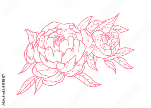 Peony blossoms. Outlined flower buds, vintage engraved drawing. Retro style f...