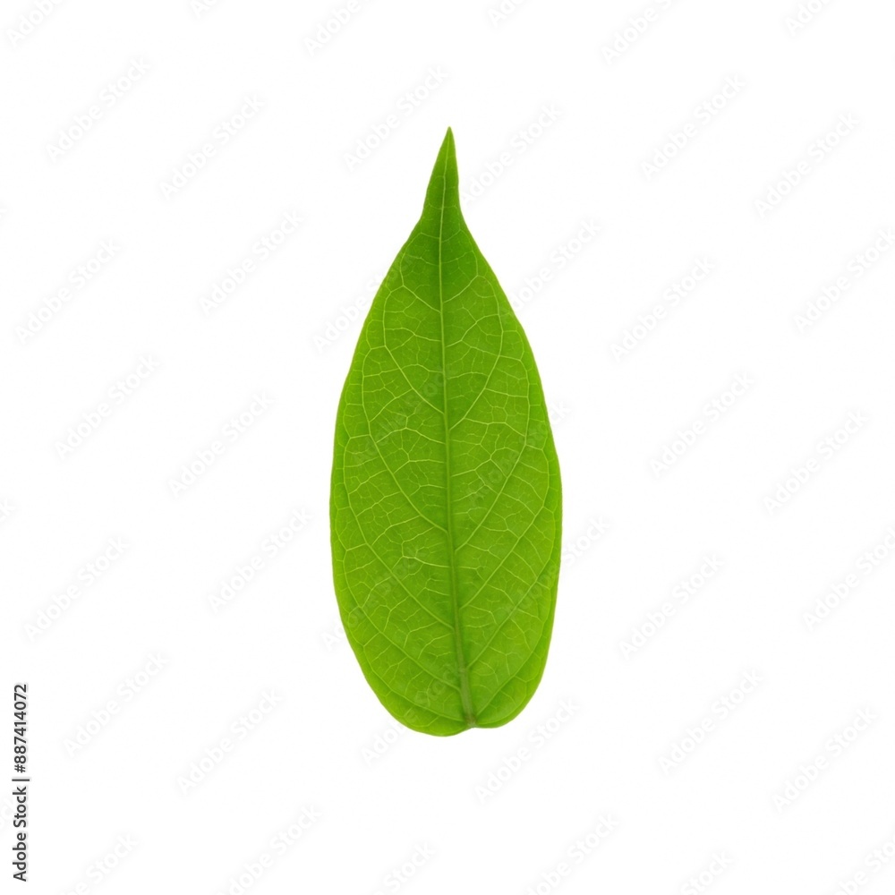Gymnema sylvestre isolated on white background. Gymnema sylvestre isolated on white background.