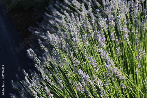Rosemary in the Sun