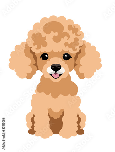 Cute peachy poodle puppy. Vector isolated illustration
