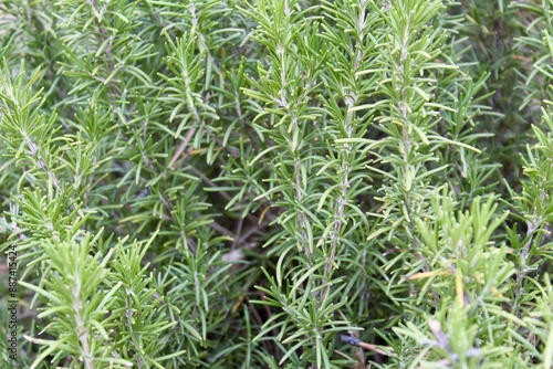 close up of grass