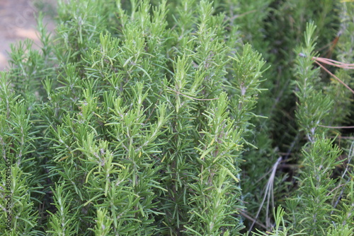 Plants