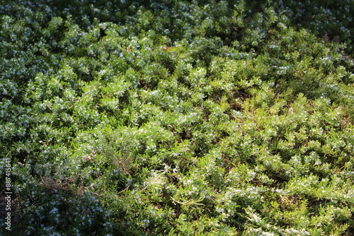 green moss background