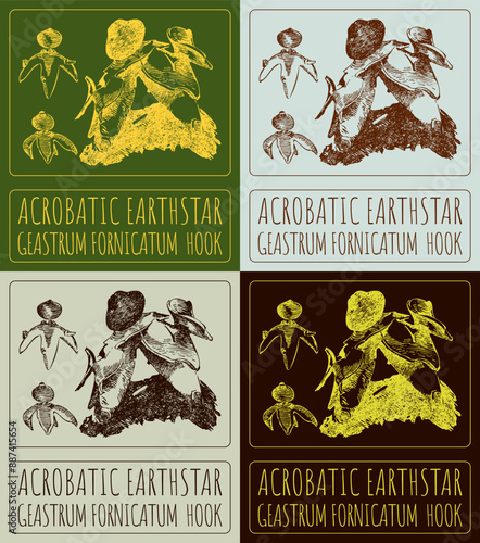 Set of vector drawing ACROBATIC EARTHSTAR  in various colors. Hand drawn illustration. The Latin name is GEASTRUM FORNICATUM  HOOK.
