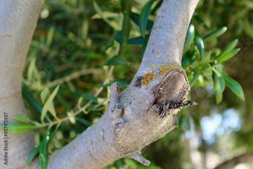 Tree Branch