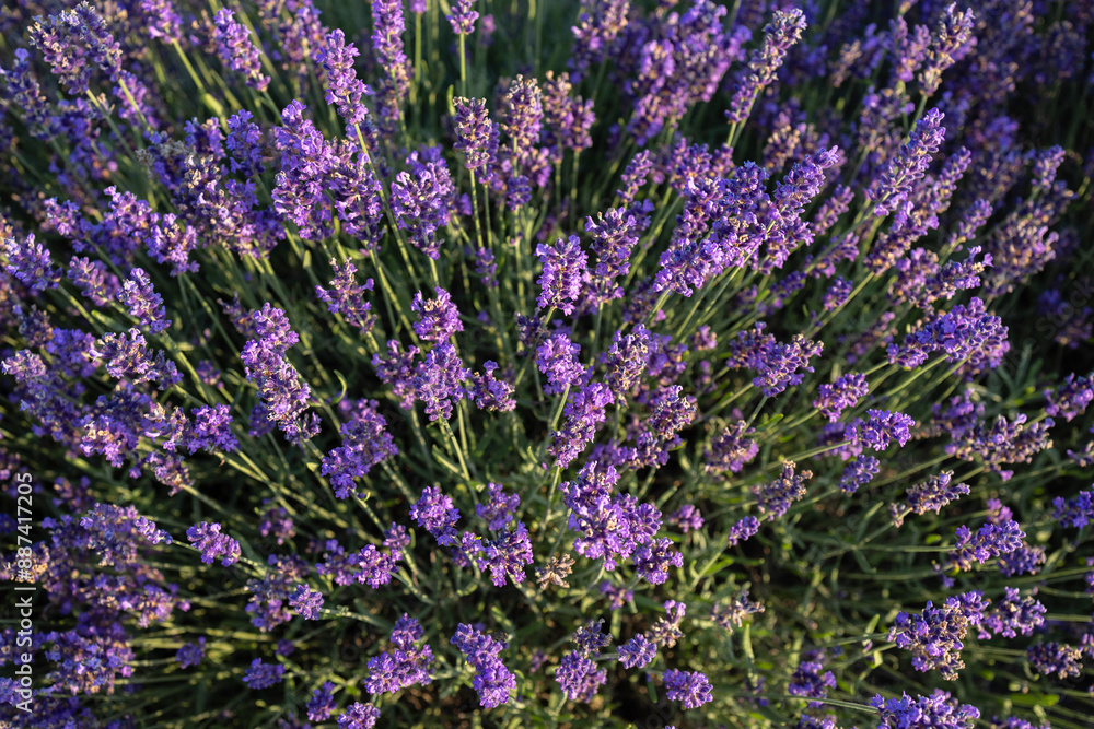 Obraz premium Blooming lavender flowers on a sunny day. Background.