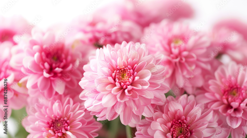 Bouquet of beautiful pink chrysanthemums blooming close up Bouquet of beautiful pink chrysanthemums blooming close up