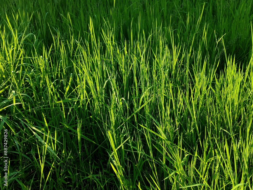 green grass background green grass background
