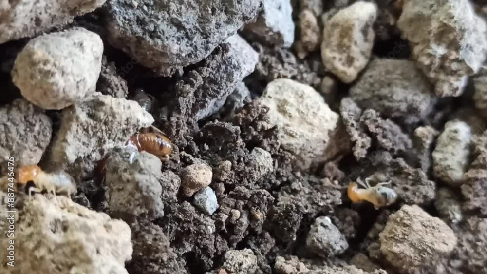 the termites in the garden the termites in the garden