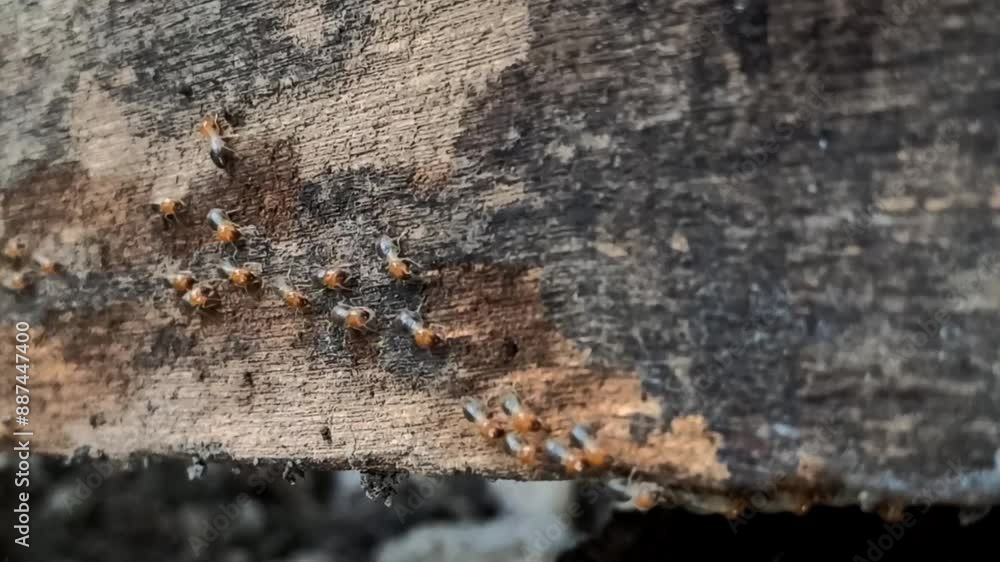 the termites in the garden the termites in the garden