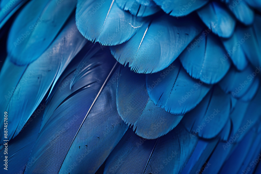 Obraz premium Beautiful blue color fashion background with close up of parrot feathers in dark and light, abstract wallpaper