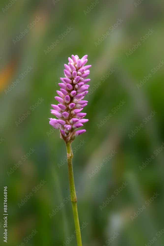 Closeup of a single flower spike of Common Biswort (Bistorta officinalis) in a meadow in summer in Italy Closeup of a single flower spike of Common Biswort (Bistorta officinalis) in a meadow in summer in Italy