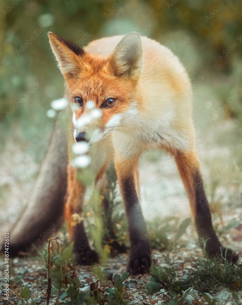 Obraz premium red fox in the wild