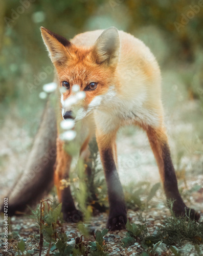 red fox in the wild