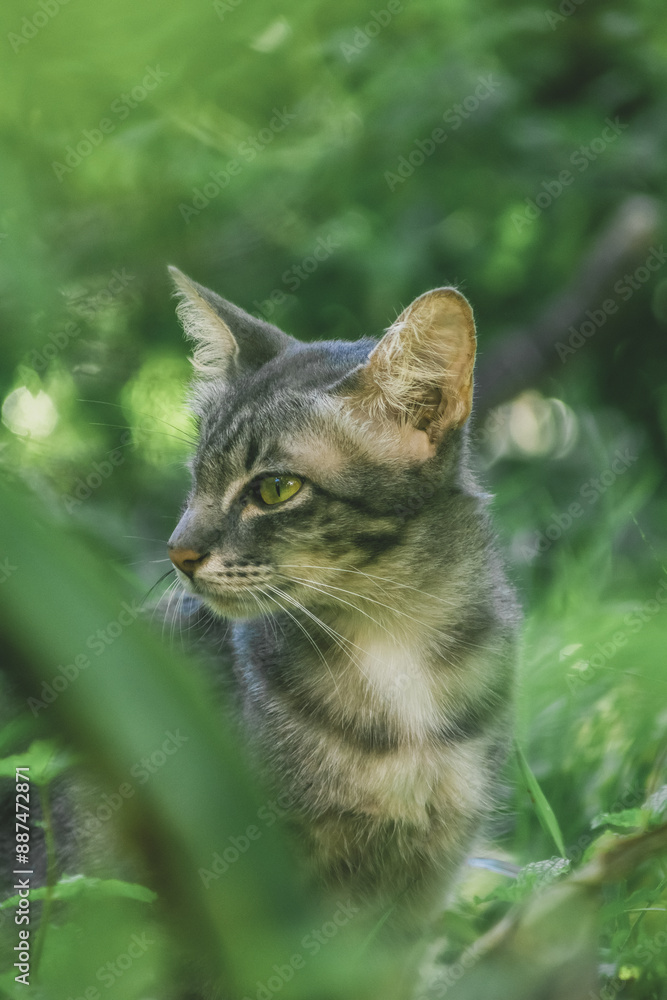 Fototapeta premium Stealthy Gaze of the Wild Cat
