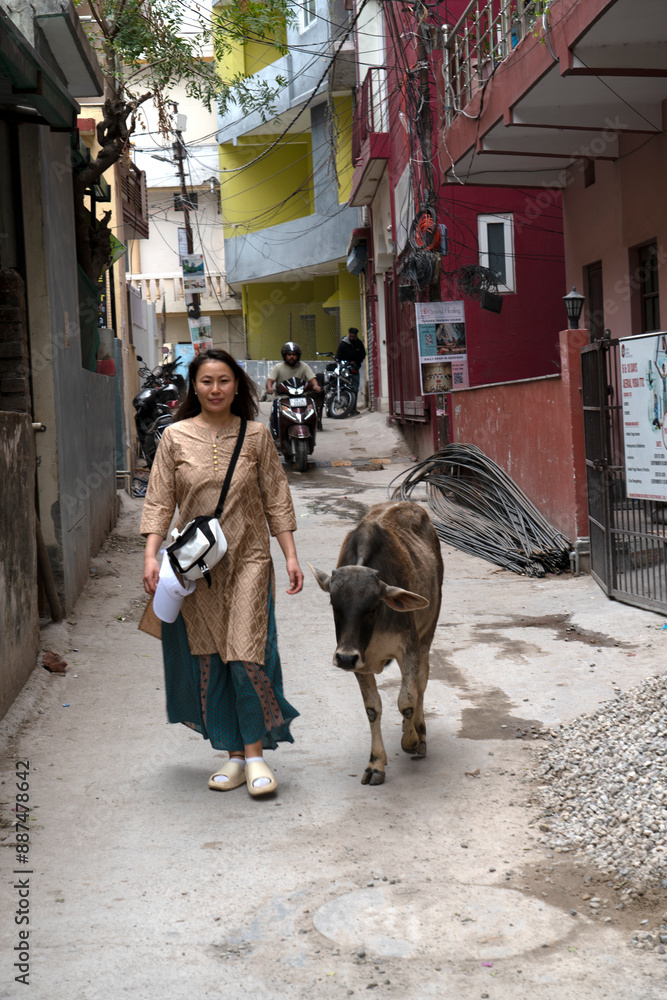 An Asian woman walks down the street next to a cow. India, Rishikesh. An Asian woman walks down the street next to a cow. India, Rishikesh.