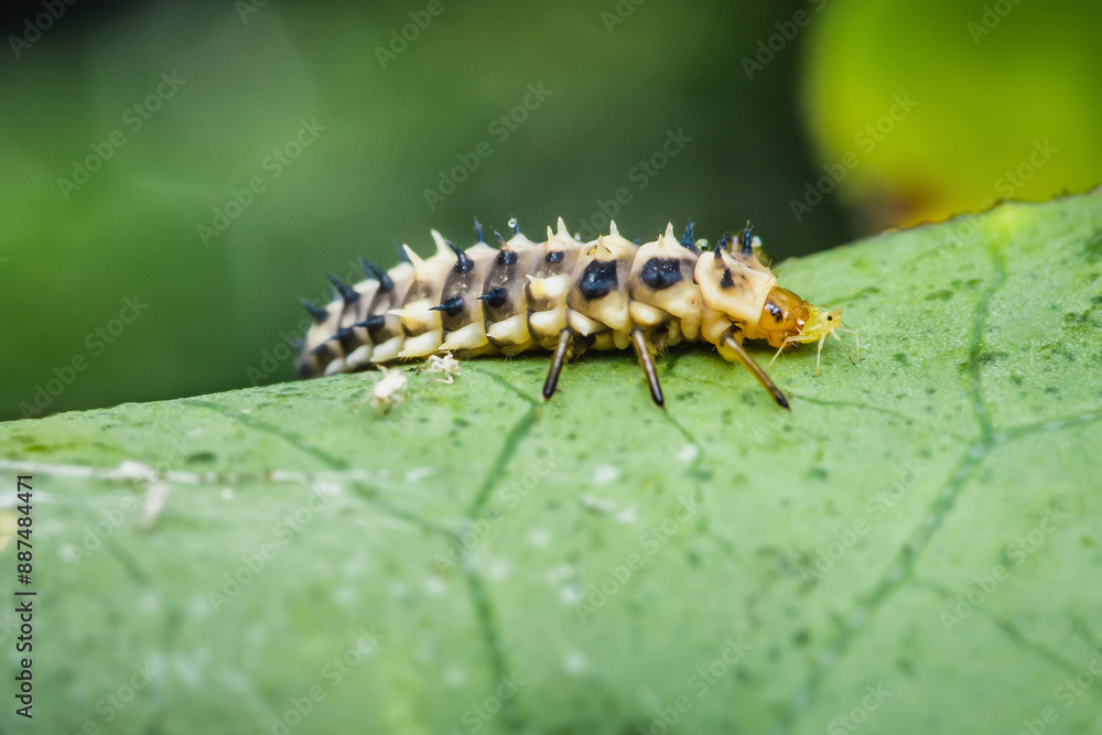 Hippodamia variegata larva ladybug on leaf. Hippodamia variegata larva ladybug on leaf.