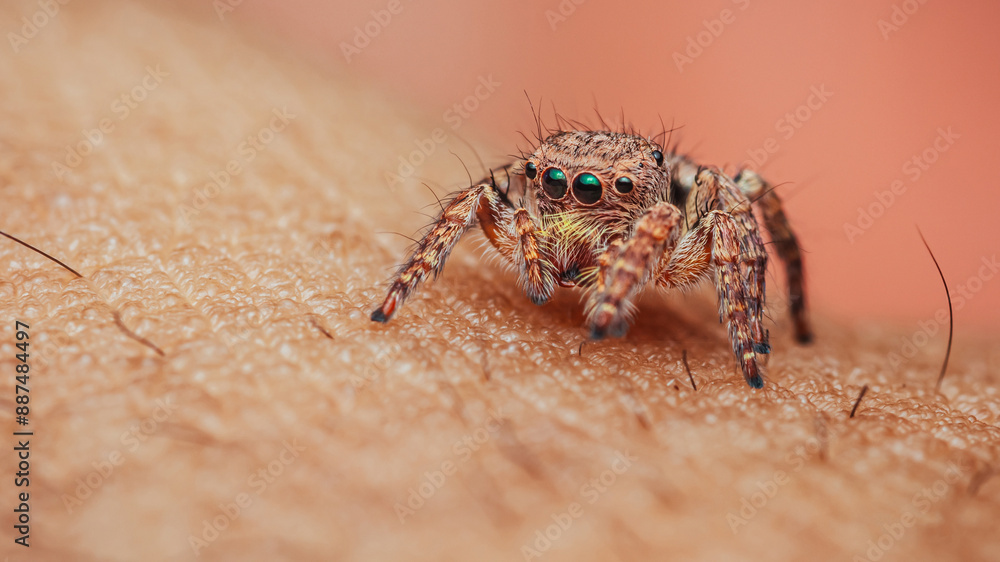 Jumping spider on human hand. Jumping spider on human hand.
