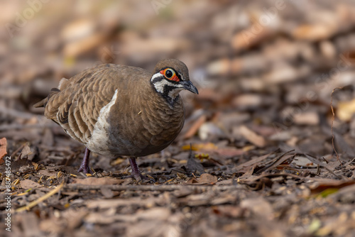 a front view of a spinifex pigeon on the forest floor at granite gorge photo