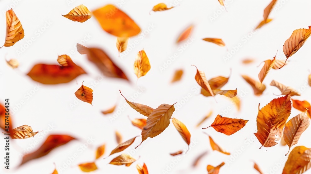 Leaves fall in autumn against white backdrop Leaves fall in autumn against white backdrop