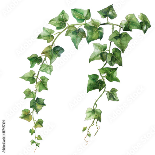 Vines watercolor illustration isolated on transparent. png file for art work, posters, posters, cards, holiday decor. 