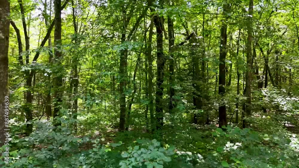 Deep in the forest drone video, rural Connecticut. Summer aerial footage of green forest and foliage, trees Deep in the forest drone video, rural Connecticut. Summer aerial footage of green forest and foliage, trees
