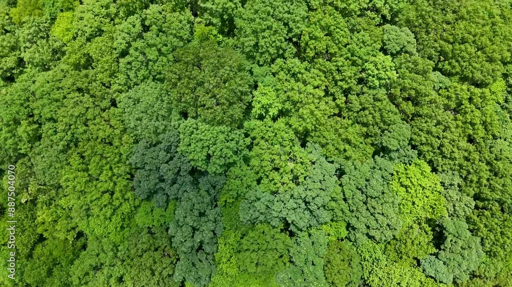 Top down Drone video of the green forests in rural Connecticut. Summer aerial footage of woods Top down Drone video of the green forests in rural Connecticut. Summer aerial footage of woods