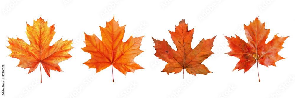 Set of maple leaf, isolated on transparent white background Set of maple leaf, isolated on transparent white background
