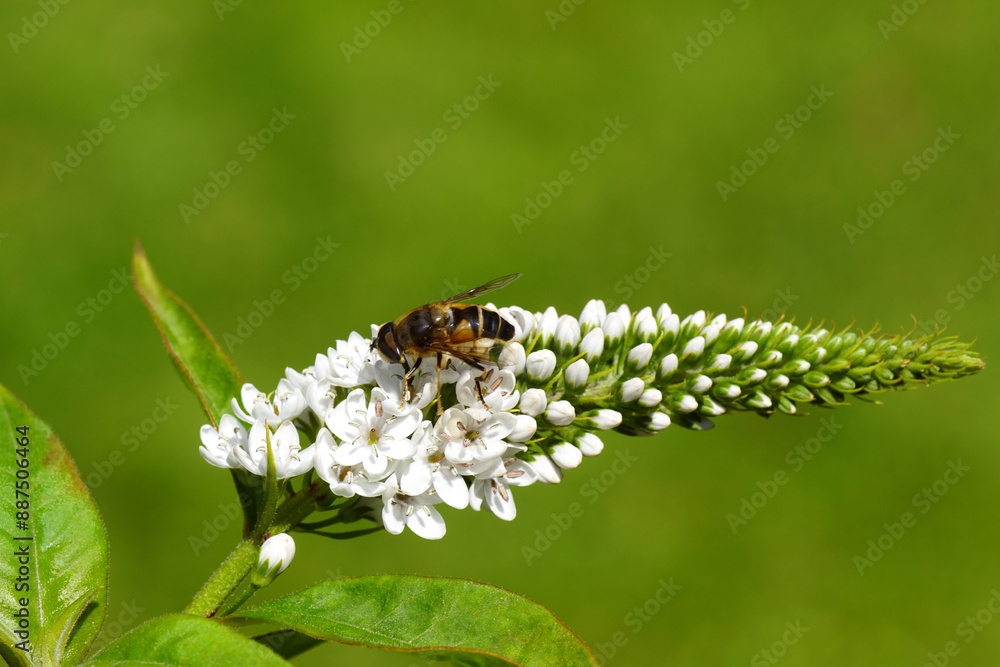 Hoverfly Tapered Dronefly, Eristalis pertinax on white flowers of Gooseneck Loosestrife (Lysimachia clethroides). Family primrose (Primulaceae). July, summer, Dutch garden. Hoverfly Tapered Dronefly, Eristalis pertinax on white flowers of Gooseneck Loosestrife (Lysimachia clethroides). Family primrose (Primulaceae). July, summer, Dutch garden.