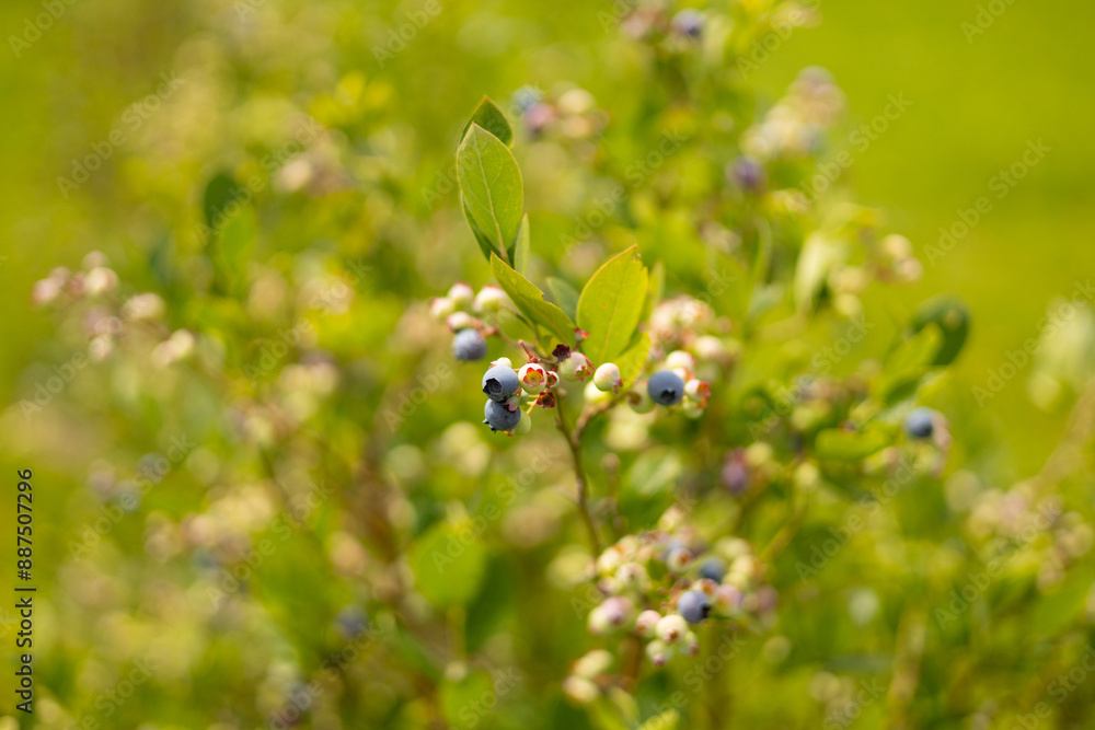 Ripe blueberries on a bush on a nature background. Vitamins, cultivation, harvest, vegetarian concept. Plantation of blueberry cultivated at bio farm Ripe blueberries on a bush on a nature background. Vitamins, cultivation, harvest, vegetarian concept. Plantation of blueberry cultivated at bio farm