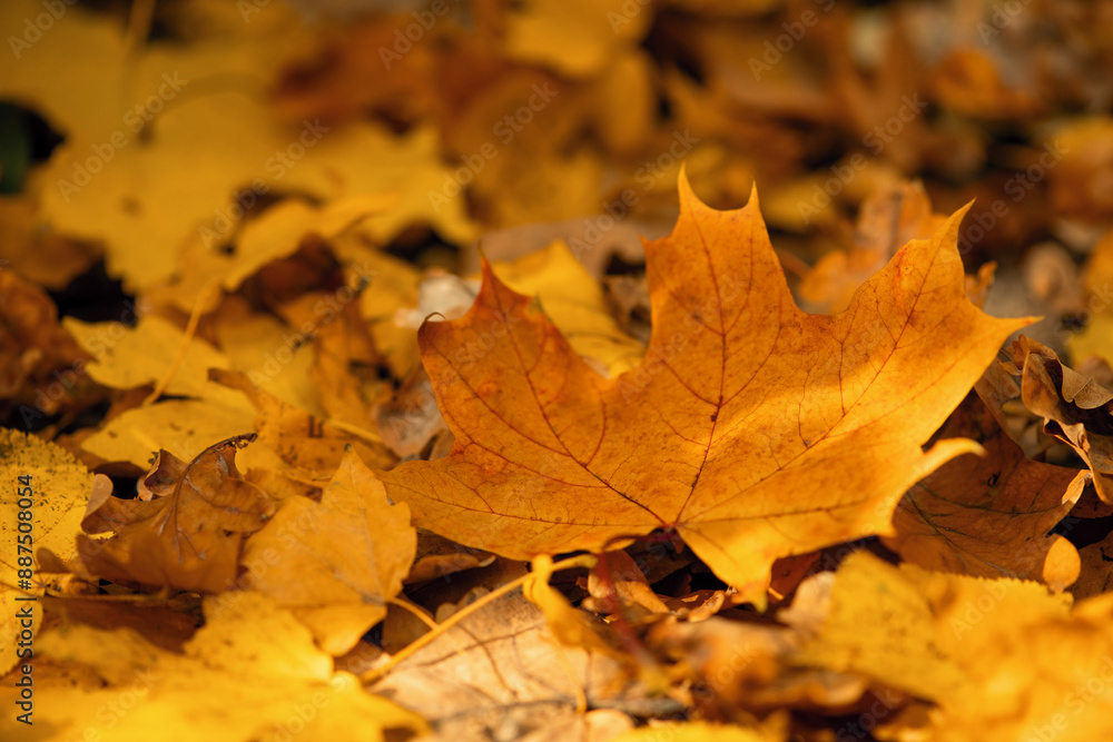 Fallen maple leaves on the ground. Fallen maple leaves on the ground.